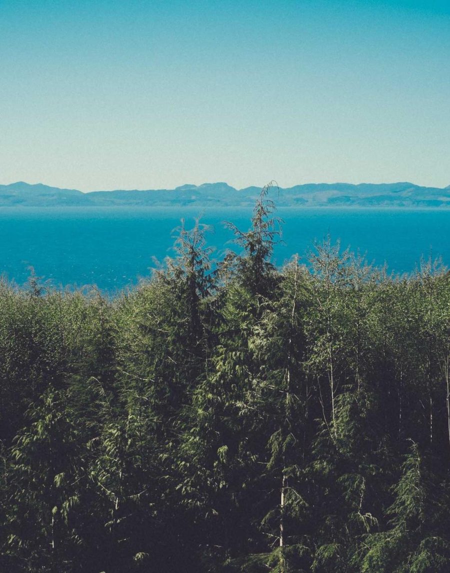 Forest path · Demo (Unsplash / Picsum)